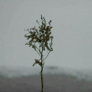 农村瓜棚与岳肉欲
